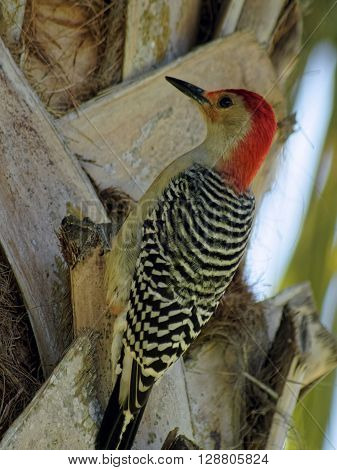 Red Bellied Woodpecker on Cabbage Palm Tree