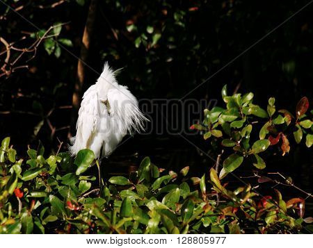 Frontal view of Snowy Egret with beak buried in plumage grooming preening feathers