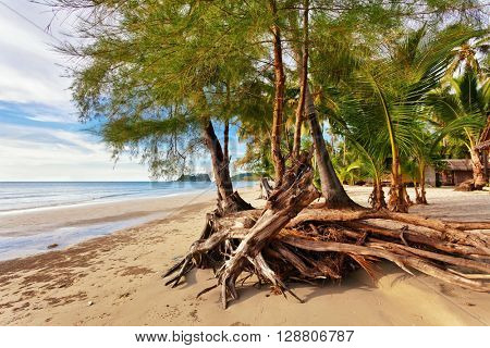 treees on sea shore after ebb in sunset light