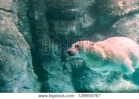 Polar Bear (also Known As Thalarctos Maritimus