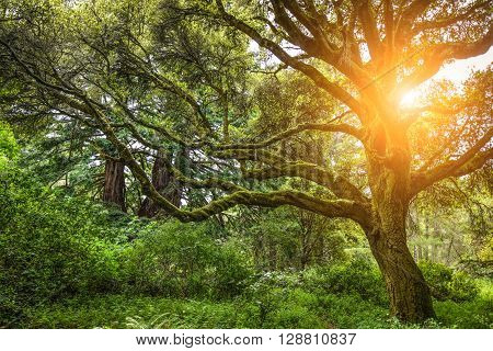 Beautiful Tree In A Dense Forest With The Sun Makes Its Way Through The Branches.