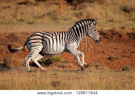 A running plains (Burchells) zebra (Equus burchelli), South Africa