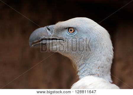 Portrait of an endangered Cape vulture (Gyps coprotheres), South Africa