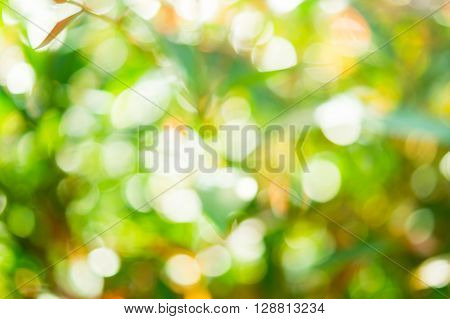 Nature Cycle Bokeh from green nature leaves