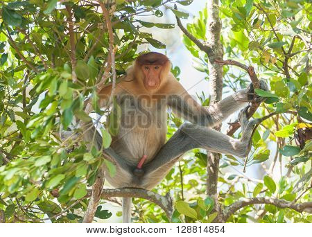 A proboscis monkey sit at shaded area to avoid from hot sun at mangrove forest in Sandakan Sabah Malaysia.