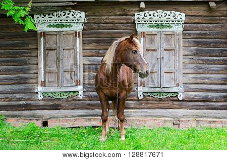 Peasant bay horse stands near a old rustic log farmhouse with shutters