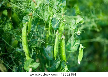 Green peas growing in the gardent, marrow-fat, organic,