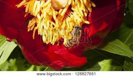 This beautiful bees on a red peony flower