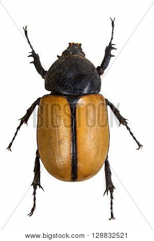 Insect