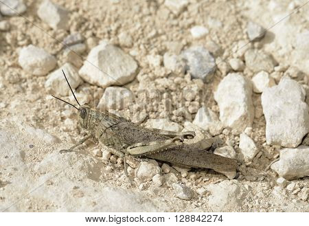 Egyptian Grasshopper - Anacridium aegyptium Large Insect on Chalk Rock