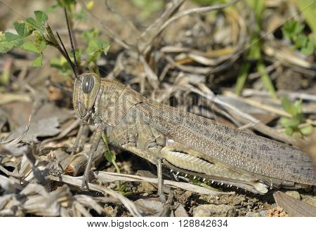 Egyptian Grasshopper - Anacridium aegyptium Large Insect from Cyprus