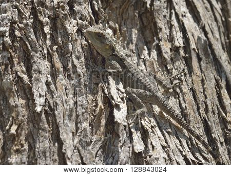 Starred Agama - Laudakia stellio Lizard on Tree Trunk