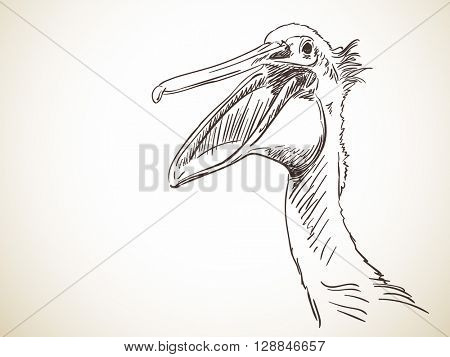 Sketch of pelican's head with open beak Hand drawn illustration
