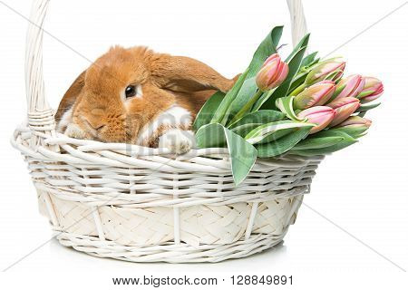 Adorable red domestic lop-eared rabbit sitting in basket with bunch of tulips. Isolated over white background. Copy space.