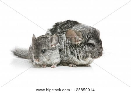 Chinchilla mother with baby sitting isolated over white background. Copy space.