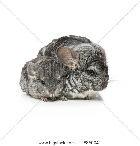 Chinchilla mother with baby sitting isolated over white background. Copy space. Square composition.