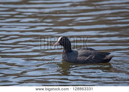 Eurasian coot is swimming in the lake in Russia