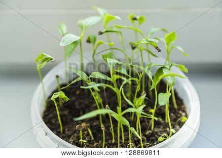Sprouting tomato seedlings near window in white pot
