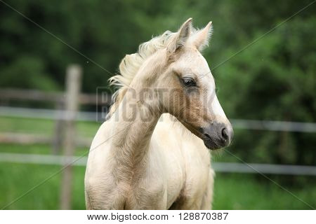 Amazing Foal On Pasturage