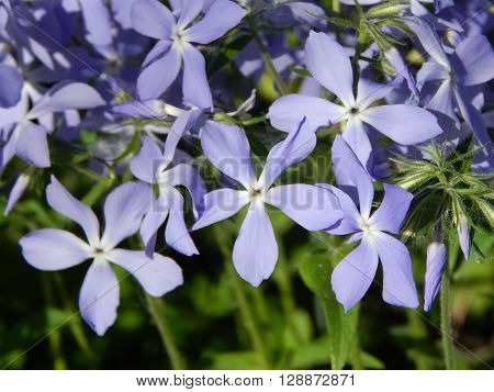 Flowers and composition in the garden at the cottage