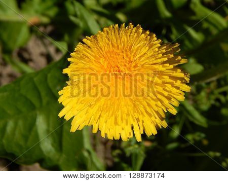 Flowers and composition in the garden at the cottage
