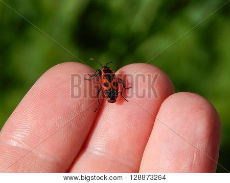 Insects and flowers in the spring garden