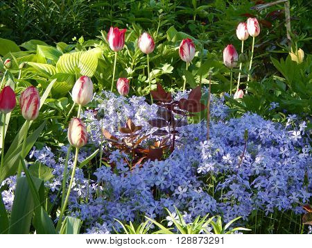 Flowers and composition in the garden at the cottage