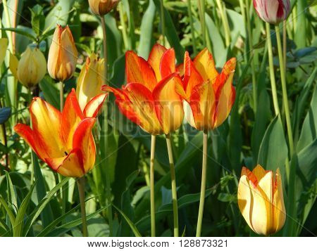 Flowers and composition in the garden at the cottage