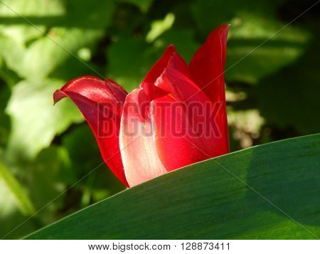 Spring flowers are blooming in the garden in the sun