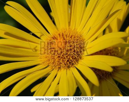 Spring flowers are blooming in the garden in the sun