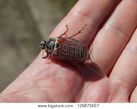 Beetle on a human hand close-up shows