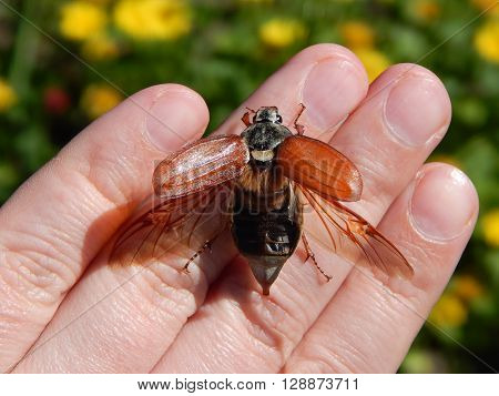 Beetle on a human hand close-up shows