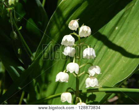 Spring flowers are blooming in the garden in the sun