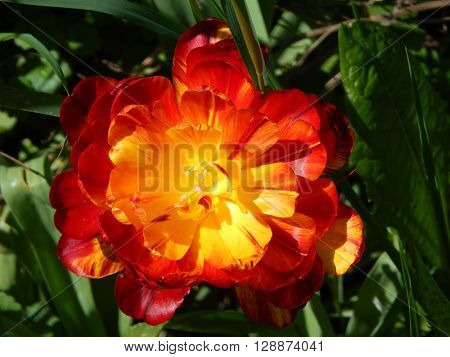 Spring flowers are blooming in the garden in the sun