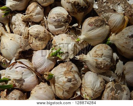 Background image of garlic in a box