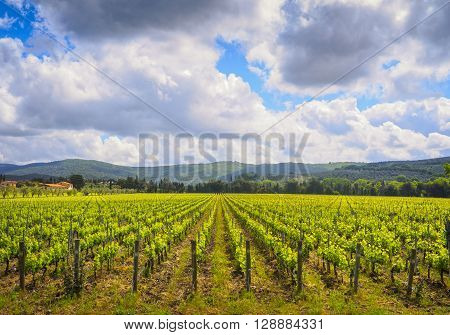 Bolgheri vineyard and hills on background. Maremma Tuscany Italy Europe.