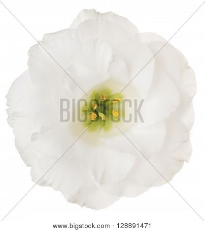 Eustoma