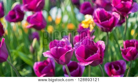 lot of vivid violet tulips on field with some white on backgriund, spring, outdoors