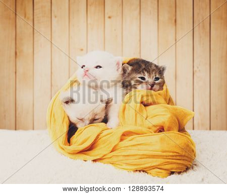White and grey kittens. Cute kittens in a yellow cotton textile isolated at wooden background. Adorable pets. Small heartwarming kittens. Little cats. Animals isolated. High key, soft tone