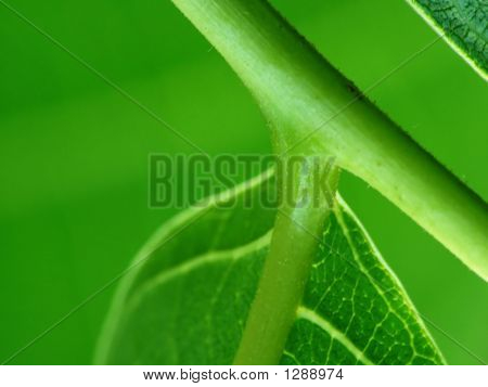 Pianta