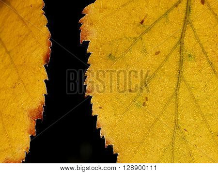 two yellow autumn leaves with black background