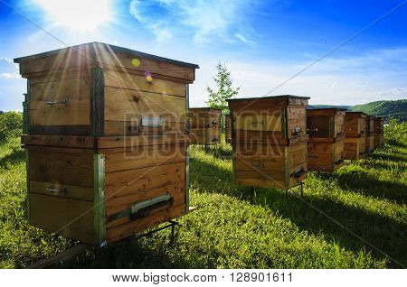 apiary beehives honey  Insects pollen Bees wax