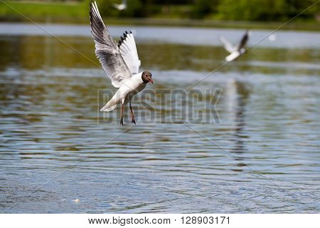 Mediterranean Gulls in small natural lake near Kaliningrad, Russia