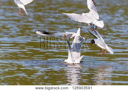 Mediterranean Gulls in small natural lake near Kaliningrad, Russia