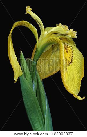 Ussuri iris (Iris maackii). Image of flower on black background