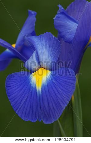Dutch iris (Iris xiphium). Called Spanish iris also. Another scientific names are Iris lusitanica and Iris x hollandica. Close up image of single blue flower
** Note: Visible grain at 100%, best at smaller sizes