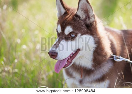 Portrait Of Brown Siberian Husky Puppy With Blue Eyes