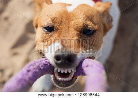 Little Jack Russell Terrier Dog Playing With Puller Toy