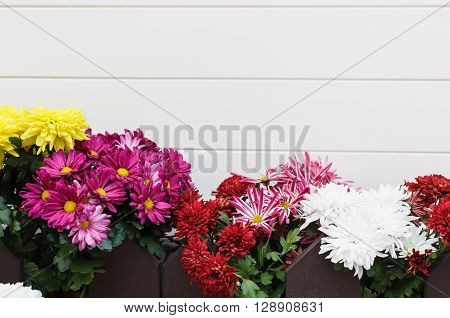 Different decorative flowers - gerbera chrysanthemum daiys in flowerpots behind wooden fence. White wall with copy space for text no models