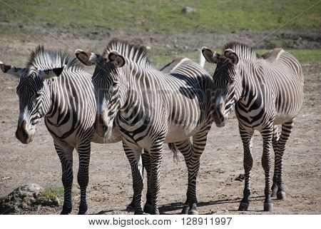 Zebras in a row with black and white stripes